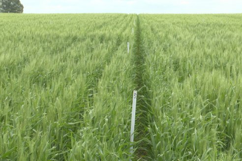 Ensayo Nanourea NUP de Philagro en trigo - Arroyo Clé, Departamento Tala