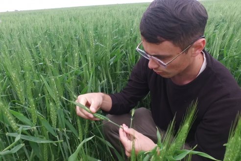 Ensayo Nanourea NUP de Philagro en trigo - Arroyo Clé, Departamento Tala