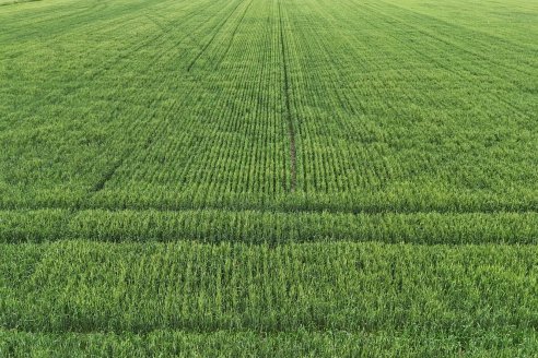 Ensayo Nanourea NUP de Philagro en trigo - Arroyo Clé, Departamento Tala