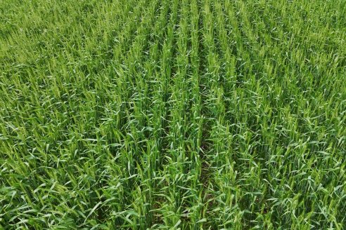 Ensayo Nanourea NUP de Philagro en trigo - Arroyo Clé, Departamento Tala