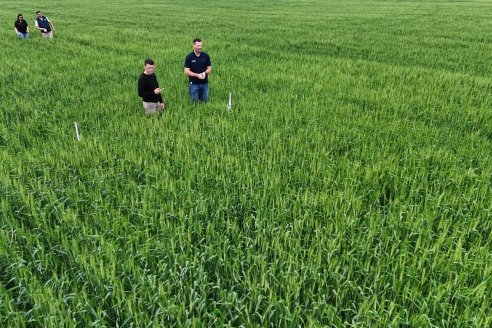 Ensayo Nanourea NUP de Philagro en trigo - Arroyo Clé, Departamento Tala
