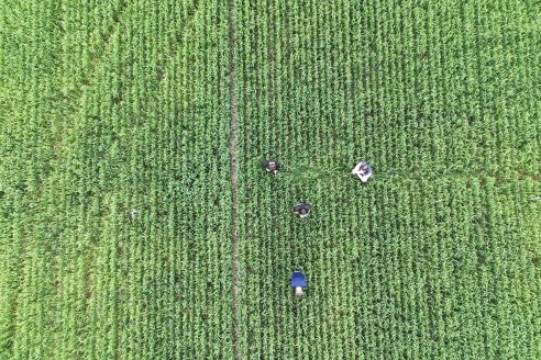 Ensayo Nanourea NUP de Philagro en trigo - Arroyo Clé, Departamento Tala
