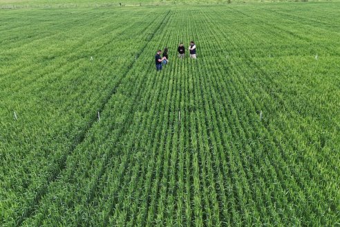 Ensayo Nanourea NUP de Philagro en trigo - Arroyo Clé, Departamento Tala