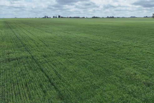 Ensayo Nanourea NUP de Philagro en trigo - Arroyo Clé, Departamento Tala