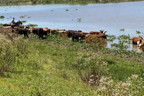 Ganadería de islas: la creciente y el desafío de mover la hacienda
