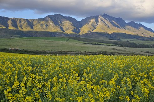 ADVANTA impulsa el futuro de la canola junto a toda la cadena