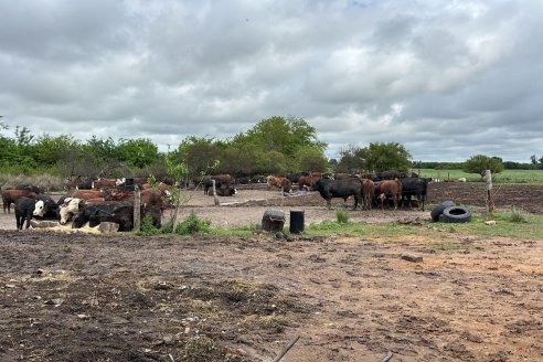 Completito: en El Ramblón allanan campo donde hacían engorde y faena clandestina de vacunos y porcinos