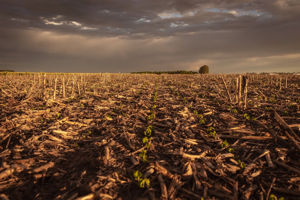 UPL sostiene dos programas que ya muestran resultados en los campos argentinos