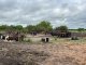 Completito: en El Ramblón allanan campo donde hacían engorde y faena clandestina de vacunos y porcinos